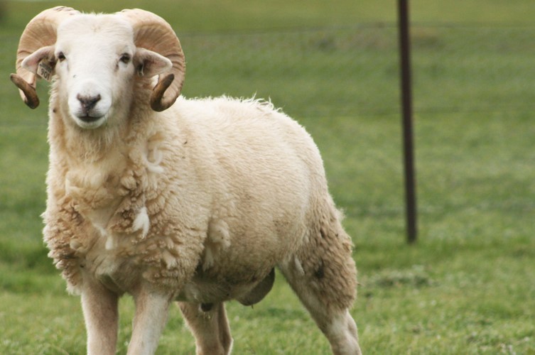 post_kambing.jpg